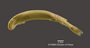 Vandellia hasemani FMNH 58523 holo vlat